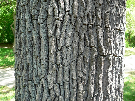 {Quercus bicolor}
